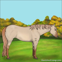 Horse Color:Red Dun 