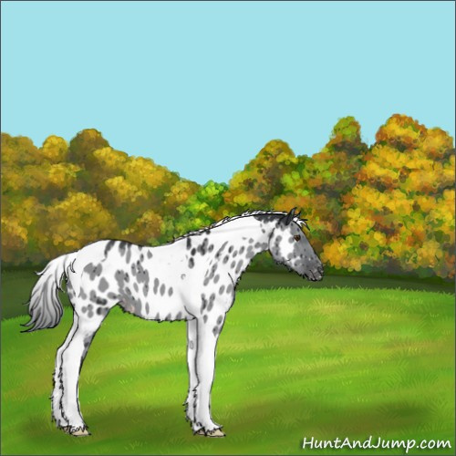 Horse Color:Grullo Chinchilla Tobiano Appaloosa Brindle 