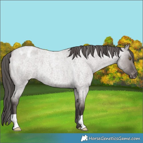 Horse Color:Platinum Liver Red Dun Roan Appaloosa 