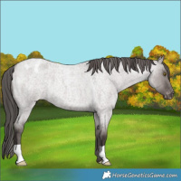 Horse Color:Platinum Liver Red Dun Roan Appaloosa