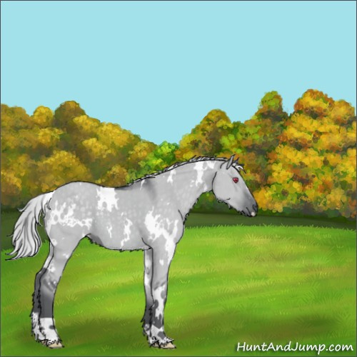 Horse Color:White Spotted Silver Grullo Chinchilla 