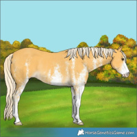 Horse Color:White Spotted Palomino Rabicano