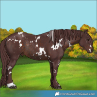 Horse Color:White Spotted Chocolate Brown Rabicano