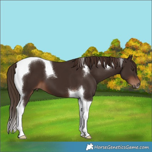 Horse Color:Liver Chestnut Tobiano 