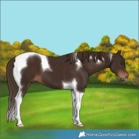 Horse Color:Liver Chestnut Tobiano 