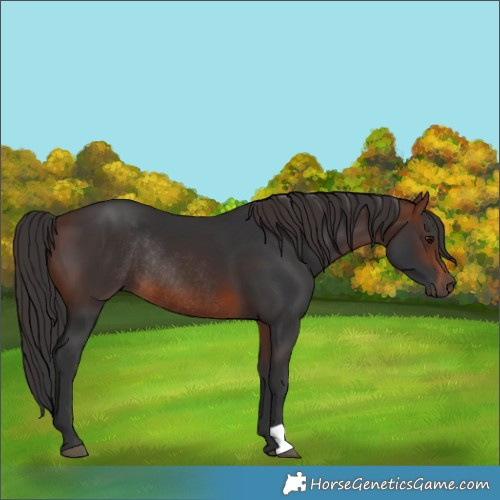 Horse Color:Brown Rabicano 