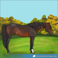 Horse Color:Brown Rabicano 