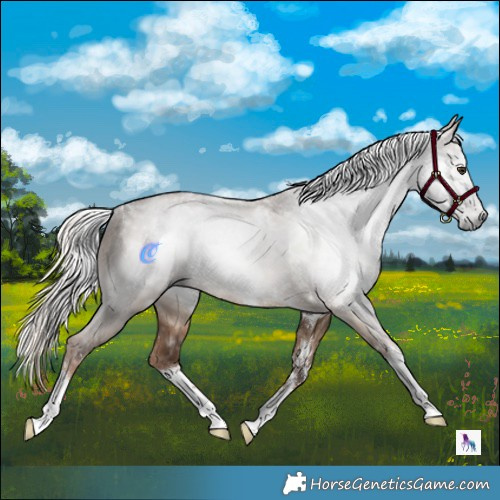 Horse Color:Gray White Spotted Liver Red Dun Mushroom Sabino Splash Rabicano Brindle
