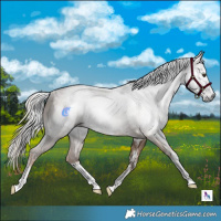 Horse Color:Gray White Spotted Liver Red Dun Mushroom Sabino Splash Rabicano Brindle 