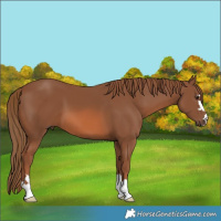 Horse Color:Chestnut 