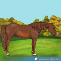 Horse Color:Chestnut 