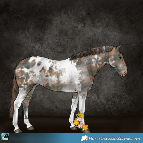Horse Color:Plaid Brown Ice Tobiano Appaloosa