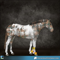 Horse Color:Plaid  Brown Ice Tobiano Appaloosa 