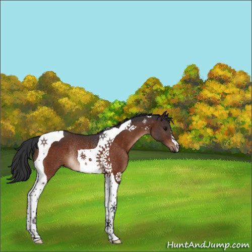 Horse Color:Bay Tobiano Rabicano 