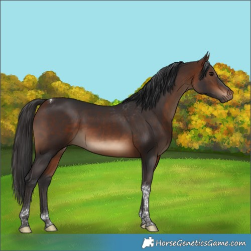 Horse Color:Bay Tobiano Rabicano 