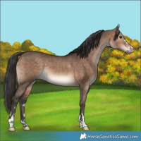 Horse Color:Brown Dun Rabicano 