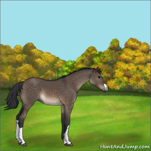 Horse Color:Brown Dun 