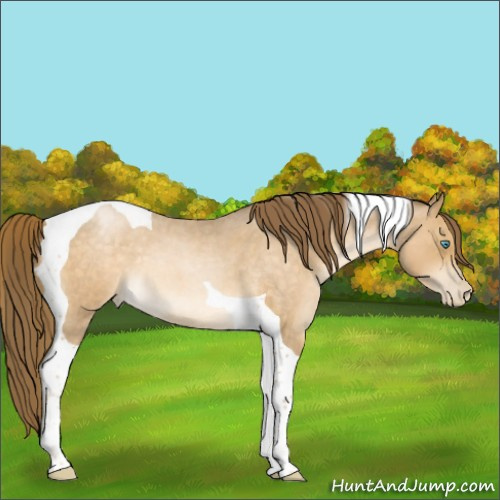 Horse Color:Buckskin Roan Pearl Tobiano 