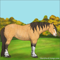 Horse Color:Buckskin Sabino Rabicano  and Buckskin Sabino Rabicano 