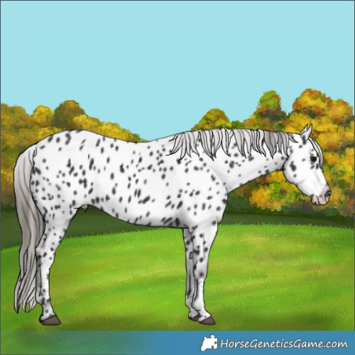 Horse Color:Black Sabino Appaloosa 