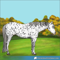 Horse Color:Black Sabino Appaloosa