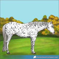 Horse Color:Black Sabino Near Leopard 