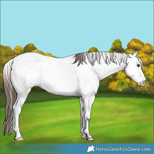 Horse Color:Bay Roan Appaloosa Rabicano 