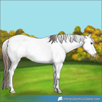 Horse Color:Bay Roan Appaloosa Rabicano 