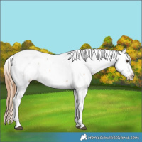 Horse Color:Red Roan Near Fewspot 