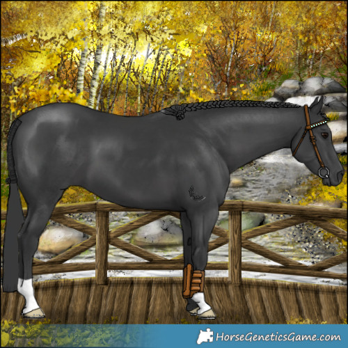 Horse Color:Black 