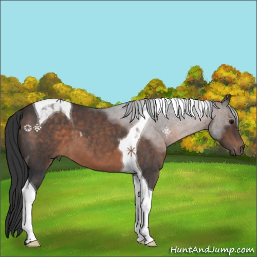 Horse Color:Brown Roan Tobiano 