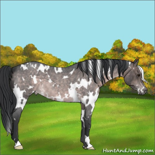 Horse Color:Platinum White Spotted Brown Roan 