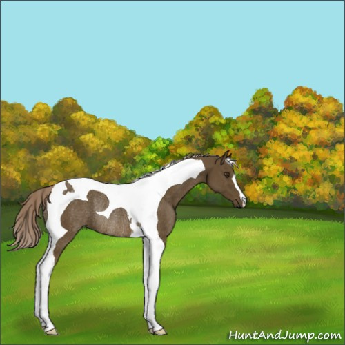 Horse Color:Chocolate Palomino Tobiano Rabicano 