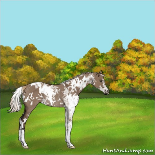 Horse Color:White Spotted Liver Red Dun Ice Rabicano 