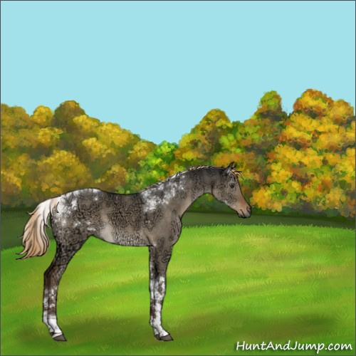 Horse Color:Gray Liver Red Dun Ice Tobiano 