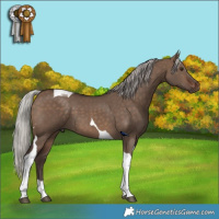 Horse Color:Silver Brown Dun Tobiano 