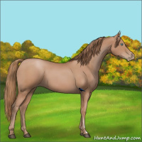 Horse Color:Black Pearl