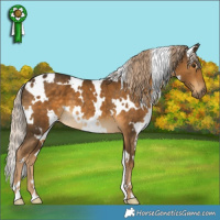 Horse Color:White Spotted Chocolate Palomino