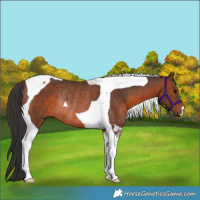 Horse Color:Brown Tobiano Rabicano 