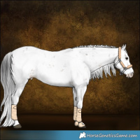 Horse Color:Brown Sabino Appaloosa