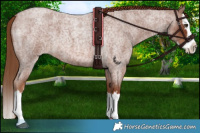 Horse Color:Red Roan Splash 