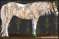 Horse Color:Chocolate Palomino Sabino Tobiano Appaloosa  and Cremello Sabino Tobiano Appaloosa 