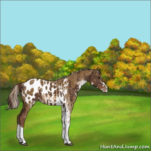 Horse Color:Liver Chestnut Appaloosa  and Chocolate Palomino Sabino Appaloosa Rabicano 