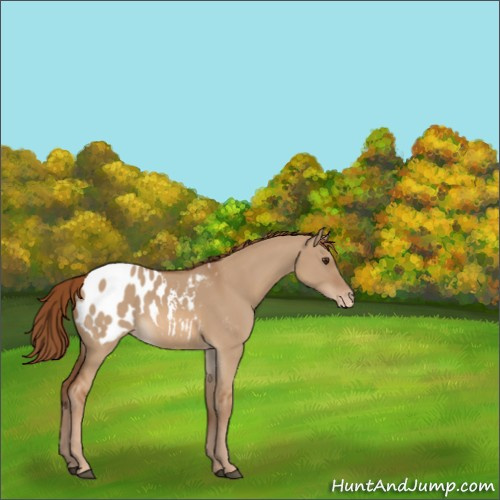 Horse Color:Red Dun Sabino Appaloosa 