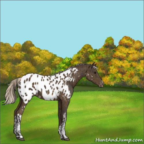 Horse Color:Smoky Black Sabino Appaloosa  and Silver Smoky Black Appaloosa 