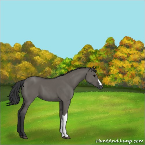 Horse Color:Grullo 