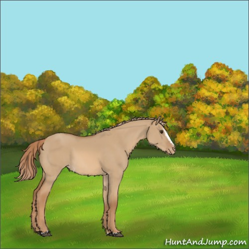 Horse Color:Red Dun Sabino Appaloosa 