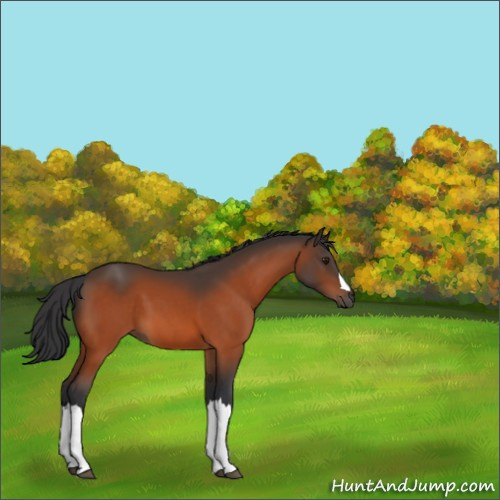 Horse Color:Brown 