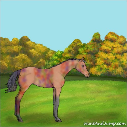 Horse Color:Nacre Bay 