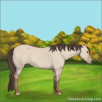 Horse Color:Classic Champagne Dun 